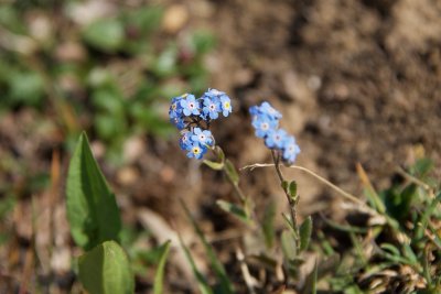Alpine meadow flowers