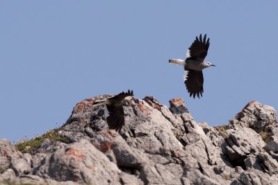 Whiskey Jack = Clark's Nutcracker