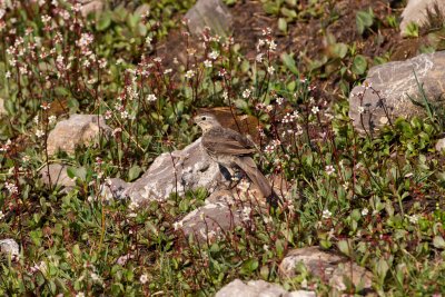 American Pipit adult
