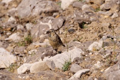 American Pipit adult with food for a chick