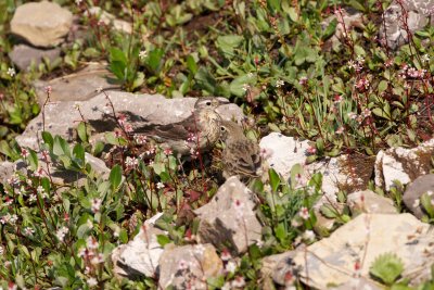 American Pipit adult (background) and juvenile (foreground)
