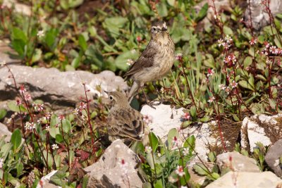 American Pipit adult (background) and juvenile (foreground)