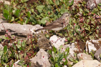 American Pipit adult (background) and juvenile (foreground)
