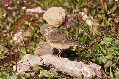 American Pipit juvenile