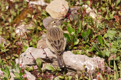 American Pipit juvenile