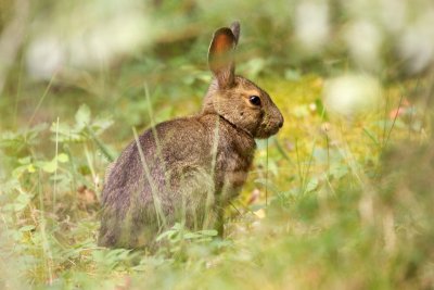 Rabbits, Bunnies, Pikas and Hares