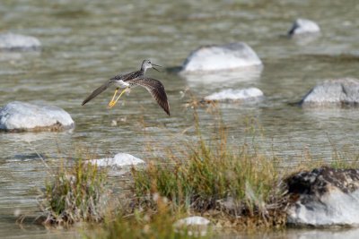 Greater Yellowlegs