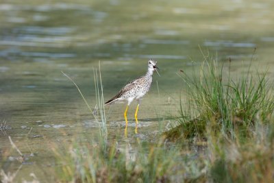 Greater Yellowlegs