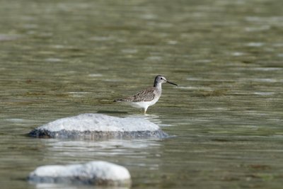 Greater Yellowlegs