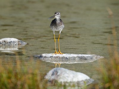 Greater Yellowlegs