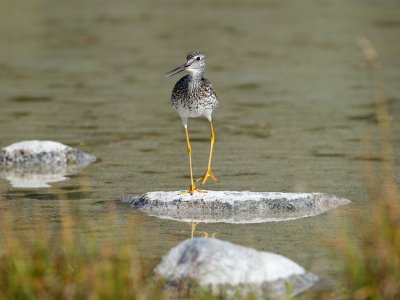 Greater Yellowlegs