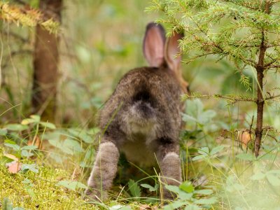 Snowshoe Hare near Jasper