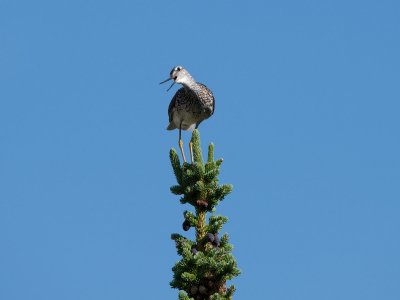 Greater Yellowlegs scolding