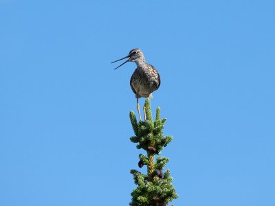 Greater Yellowlegs