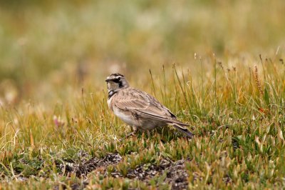 Horned Lark adult male