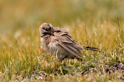 Horned Lark adult male
