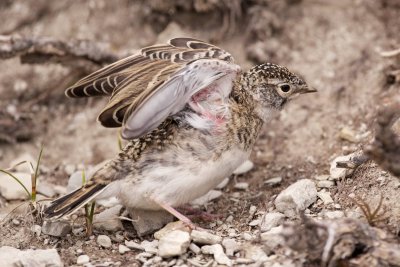 Horned Lark fledgling
