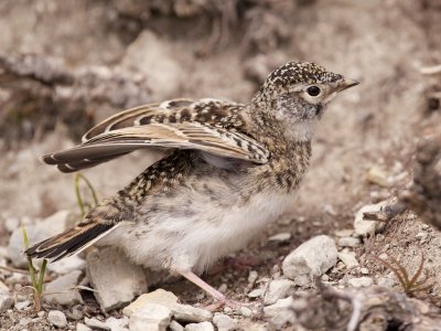 Horned Lark fledgling