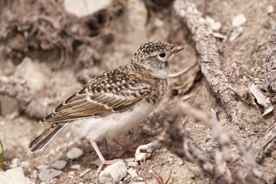 Horned Lark fledgling