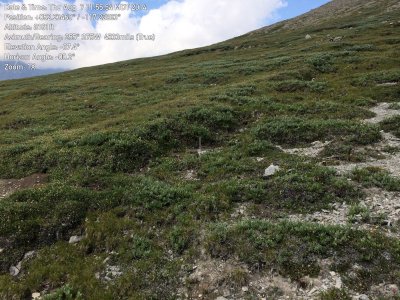 Horned Lark habitat at 8161 feet