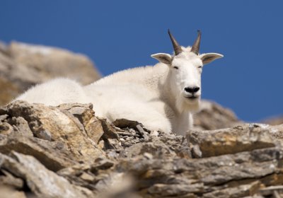 Mountain goat male