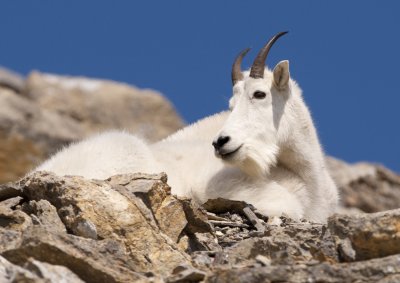 Wilcox Pass Trail and Mountain Goats, August 7
