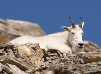 Mountain goat male