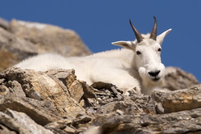 Mountain goat male