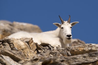 Mountain goat male