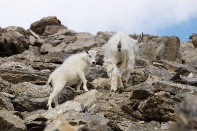 Mountain goat female and kid