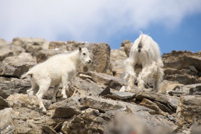 Mountain goat female and kid