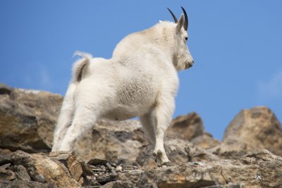 Mountain goat male looking strong