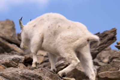 Mountain goat male climbing away