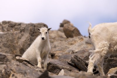 Mountain goat kid and female