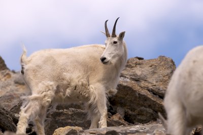 Mountain goat female