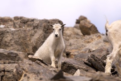 Mountain goat kid