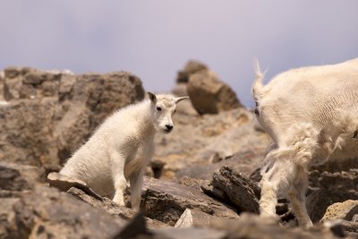 Mountain goat kid