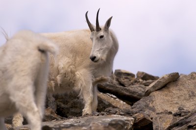 Mountain goat female