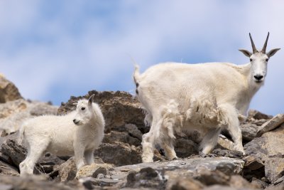 Mountain goat kid and female