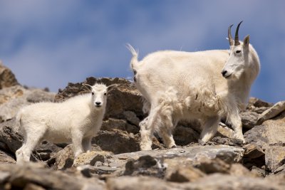 Mountain goat kid and female