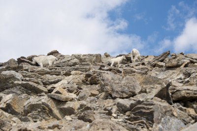 Mountain goat family