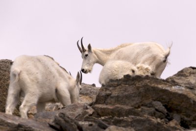 Mountain goat family