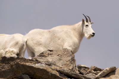 Mountain goat male