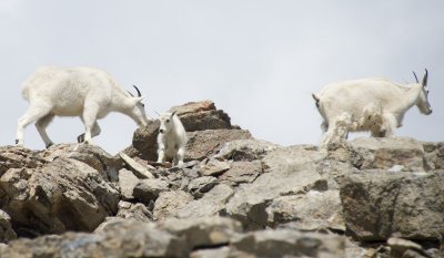 Mountain goat family