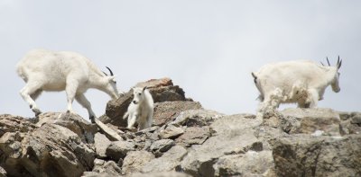 Mountain goat family - kid flinches away from male