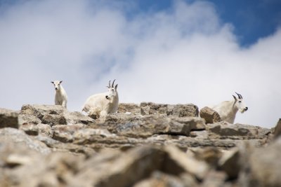 Mountain goat family