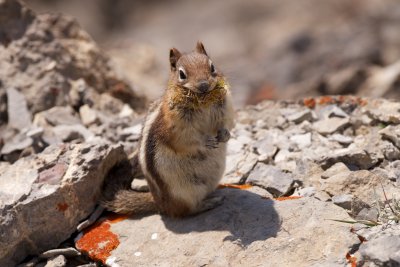 Golden-mantled ground squirrel posing
