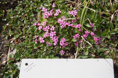 alpine flora