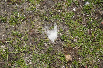 Mountain Goat hair - do they come down here to feed?