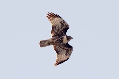 Harlan's Red-Tailed Hawk